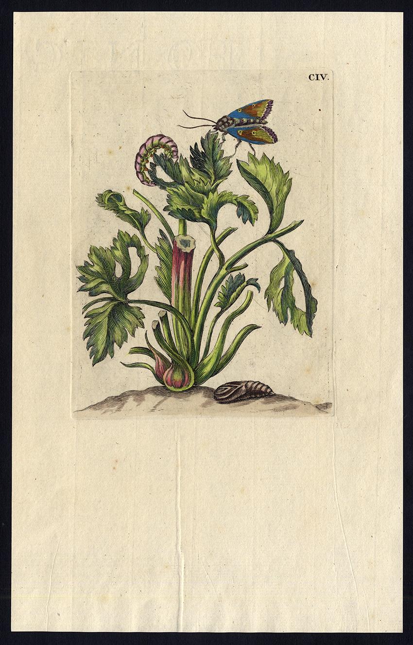 Maria Sybilla Merian Animal Print - Hollyhocks with insects by Merian - Handcoloured engraving - 18th century