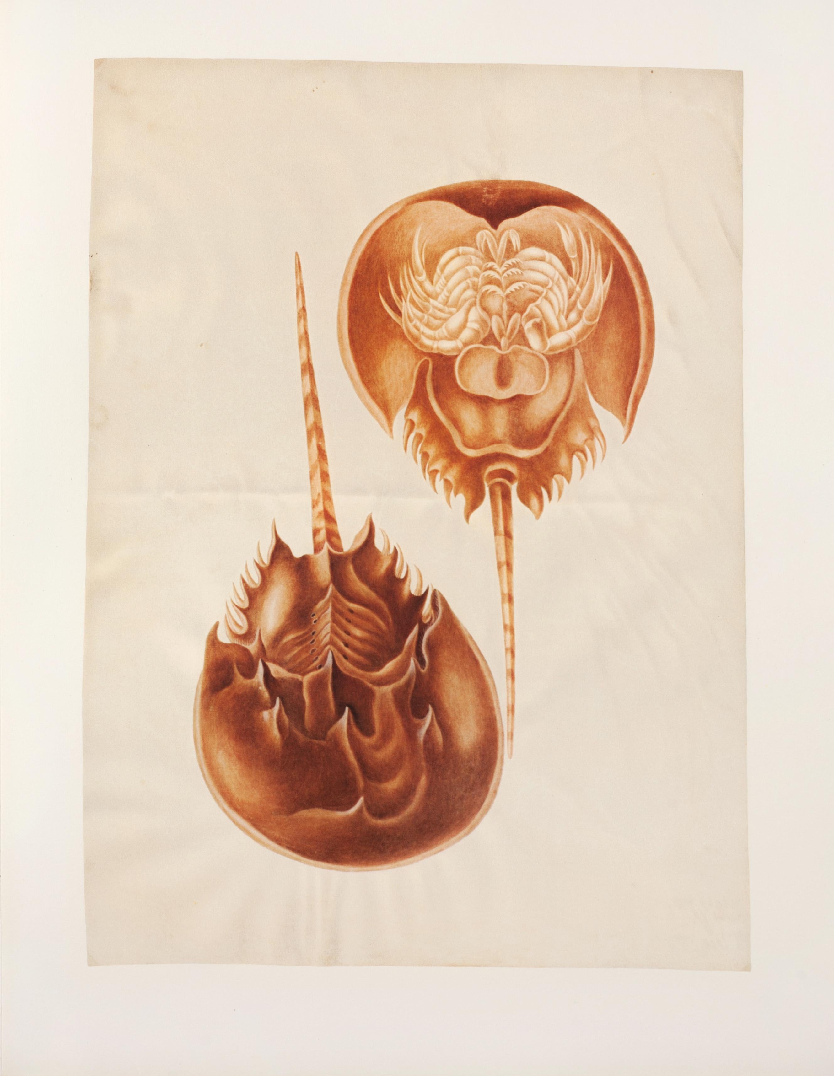 15. Hufeisen-Crab, Königs-Crab – Print von Maria Sybilla Merian