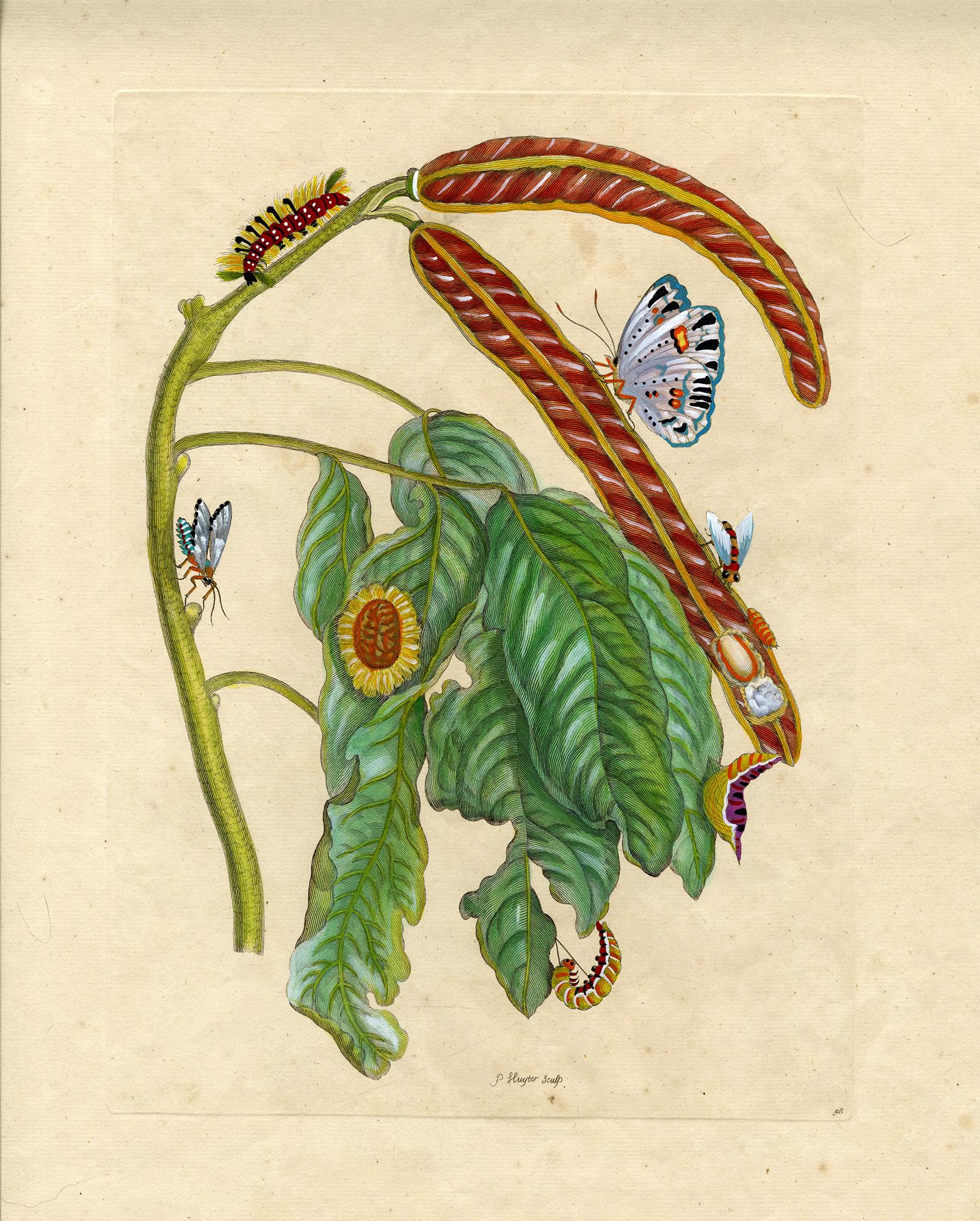Maria Sybilla Merian Still-Life Print - Icecream Bean plant..., plate no. 58, Metamorphosis Insectorum Surinamensium