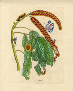 Antique Icecream Bean plant..., plate no. 58, Metamorphosis Insectorum Surinamensium