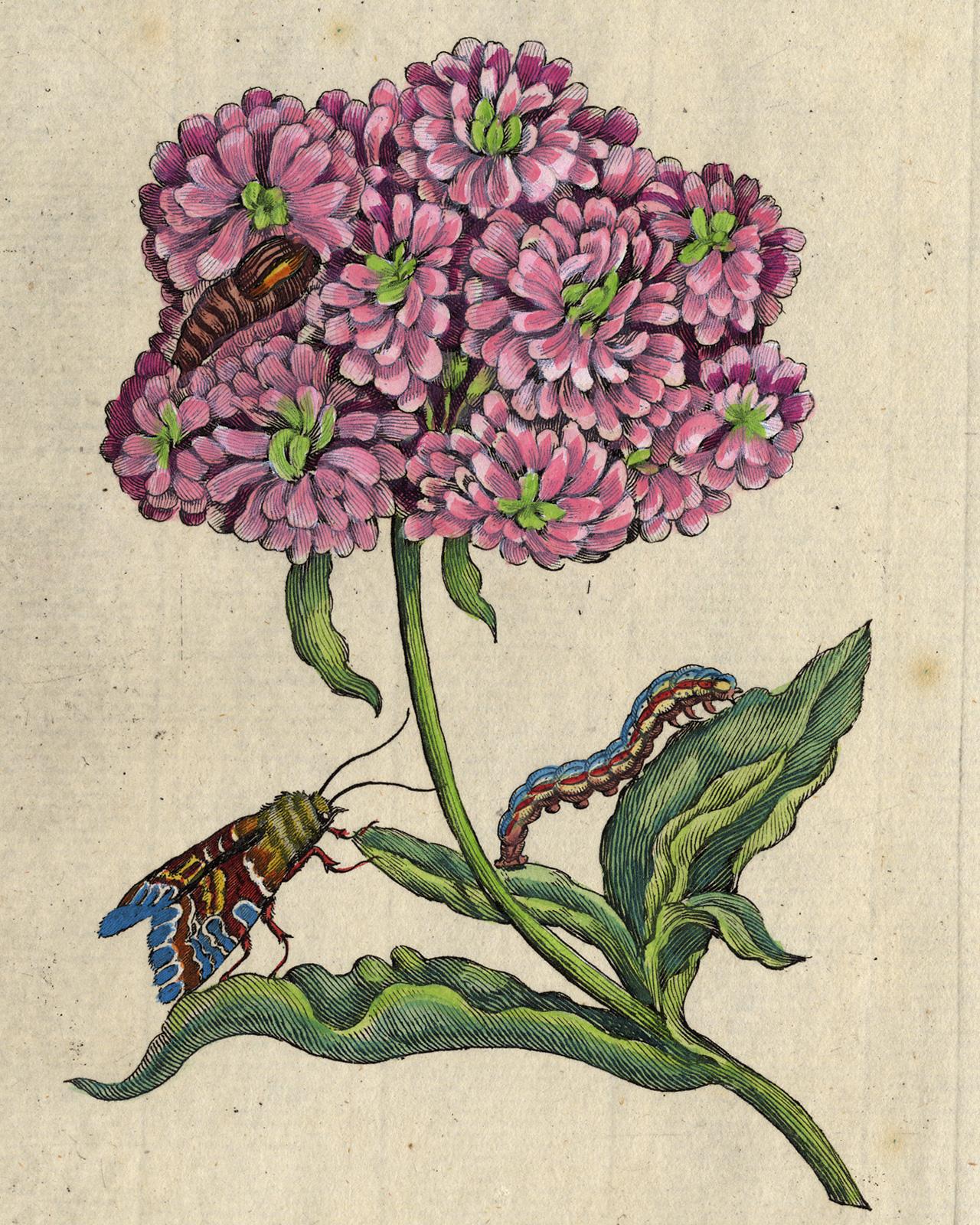 Jerusalem Cross with insects by Merian - Handcoloured engraving - 18th century - Print by Maria Sybilla Merian