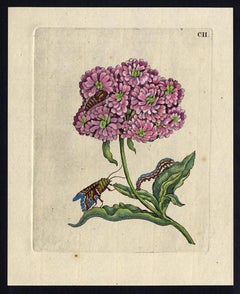 Jerusalem Cross with insects by Merian - Handcoloured engraving - 18th century