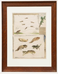 Maria Sibylla Merian (1647-1717) - Gravure encadrée du XVIIIe siècle, Metamorphosis
