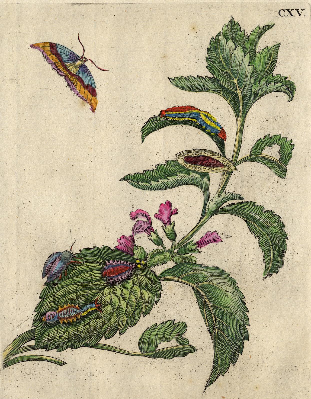 Melissa and Balm with insects by Merian - Handcoloured engraving - 18th century - Print by Maria Sybilla Merian