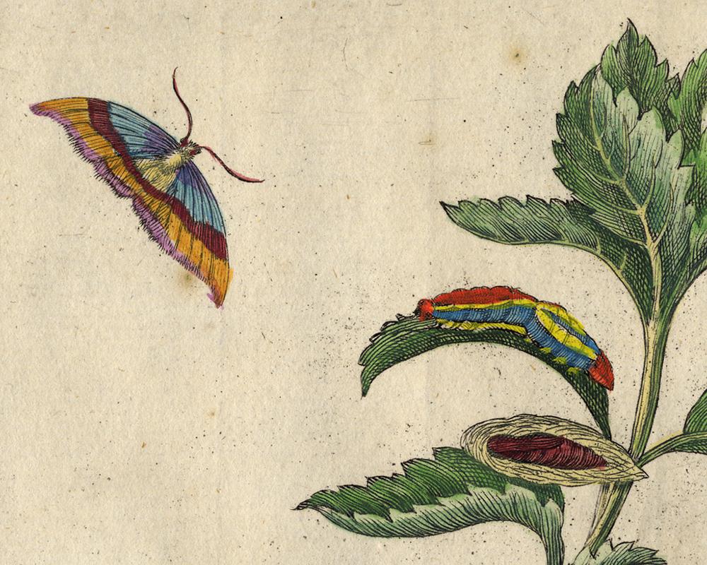 Melissa and Balm with insects by Merian - Handcoloured engraving - 18th century - Beige Animal Print by Maria Sybilla Merian