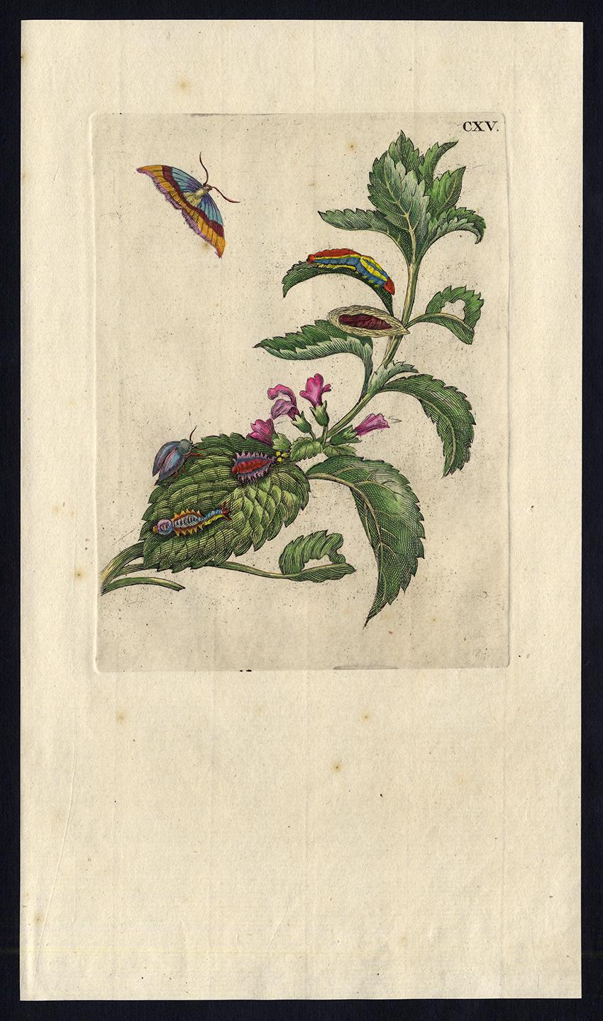 Maria Sybilla Merian Animal Print - Melissa and Balm with insects by Merian - Handcoloured engraving - 18th century