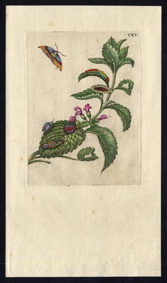 Antique Melissa and Balm with insects by Merian - Handcoloured engraving - 18th century