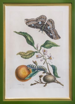 Merian - A Group of Six Flowers, Insects and Fruits.