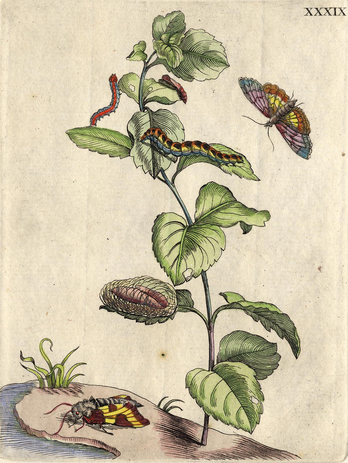 Mint with insects by Merian - Handcoloured engraving - 18th century - Print by Maria Sybilla Merian