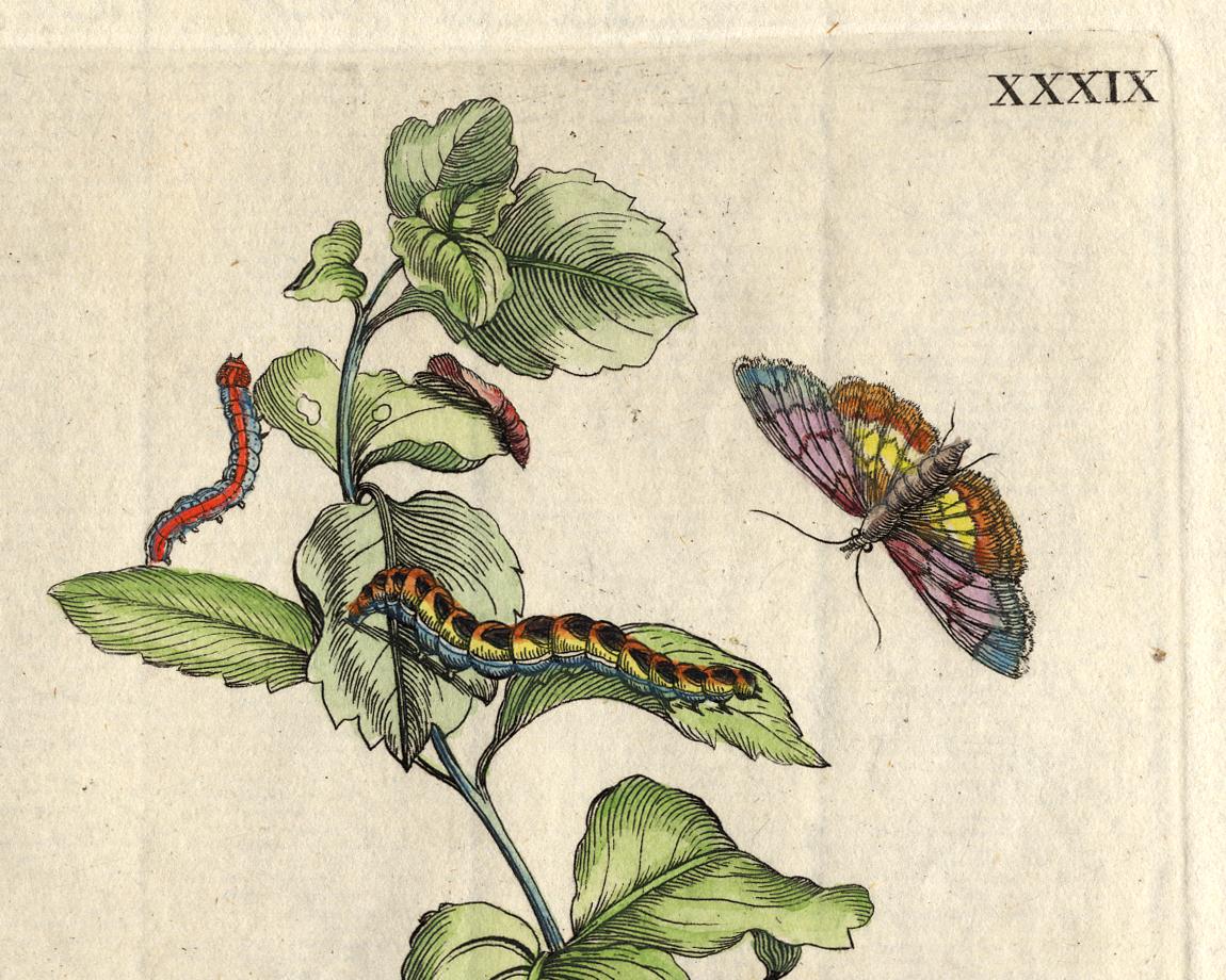 Mint with insects by Merian - Handcoloured engraving - 18th century - Old Masters Print by Maria Sybilla Merian