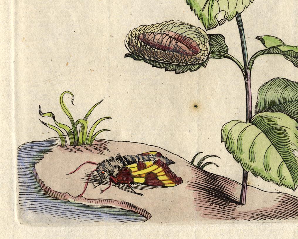 Mint with insects by Merian - Handcoloured engraving - 18th century - White Animal Print by Maria Sybilla Merian