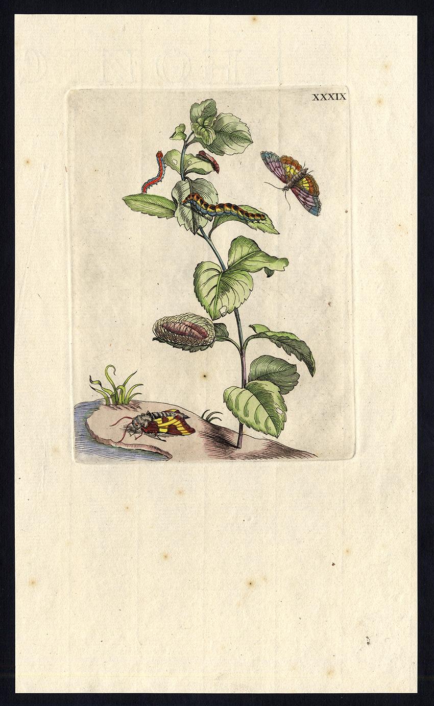 Maria Sybilla Merian Animal Print - Mint with insects by Merian - Handcoloured engraving - 18th century