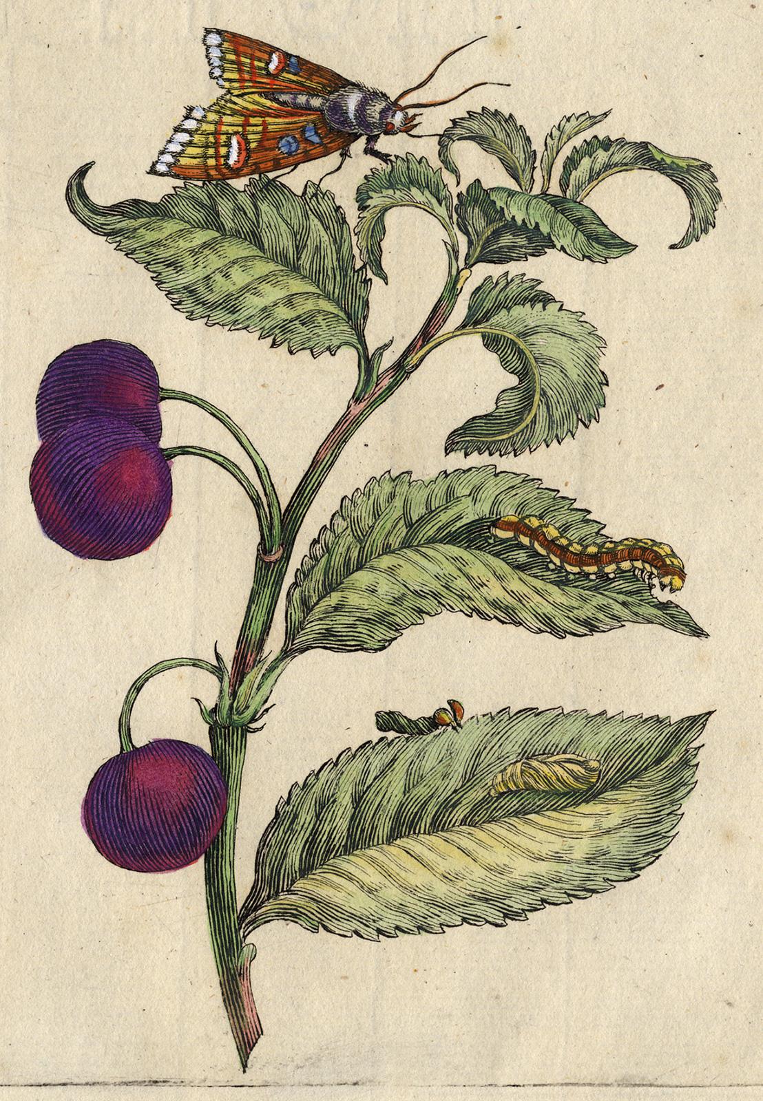 Morello Cherry with insects by Merian - Handcoloured engraving - 18th century - Print by Maria Sybilla Merian