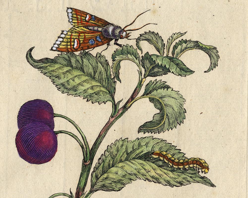 Morello Cherry with insects by Merian - Handcoloured engraving - 18th century - Old Masters Print by Maria Sybilla Merian