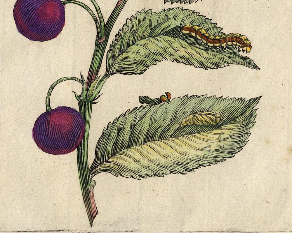 Morello Cherry with insects by Merian - Handcoloured engraving - 18th century - Beige Animal Print by Maria Sybilla Merian