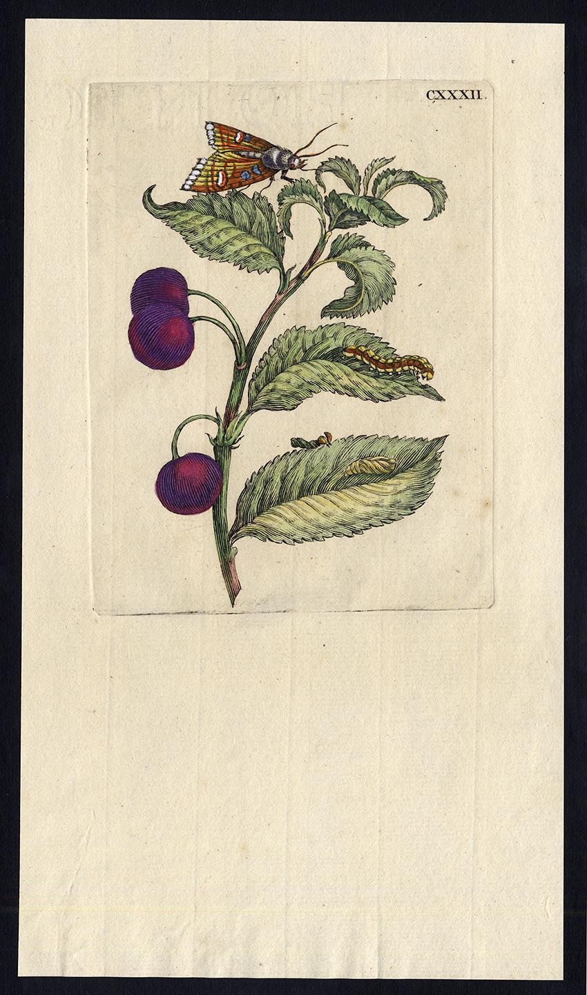 Maria Sybilla Merian Animal Print - Morello Cherry with insects by Merian - Handcoloured engraving - 18th century