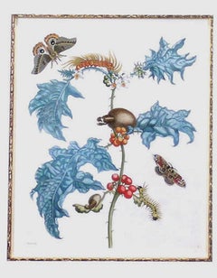 Moths with Pupa on Holly