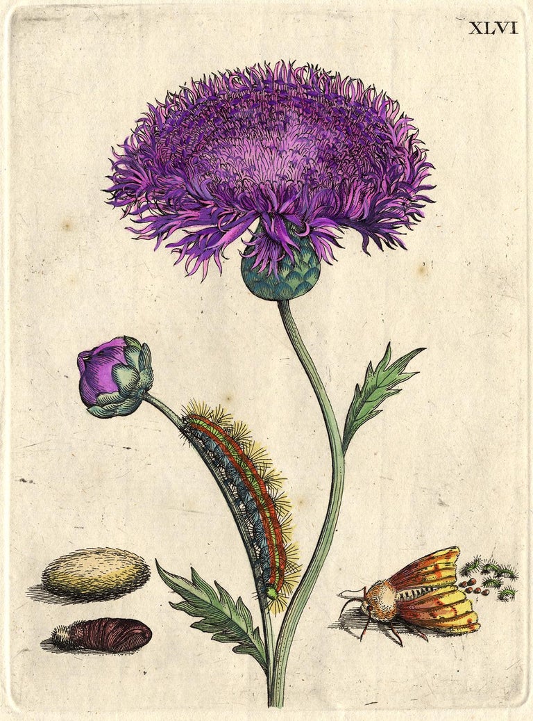 Musk flower with insects by Merian - Handcoloured engraving - 18th century - Print by Maria Sybilla Merian