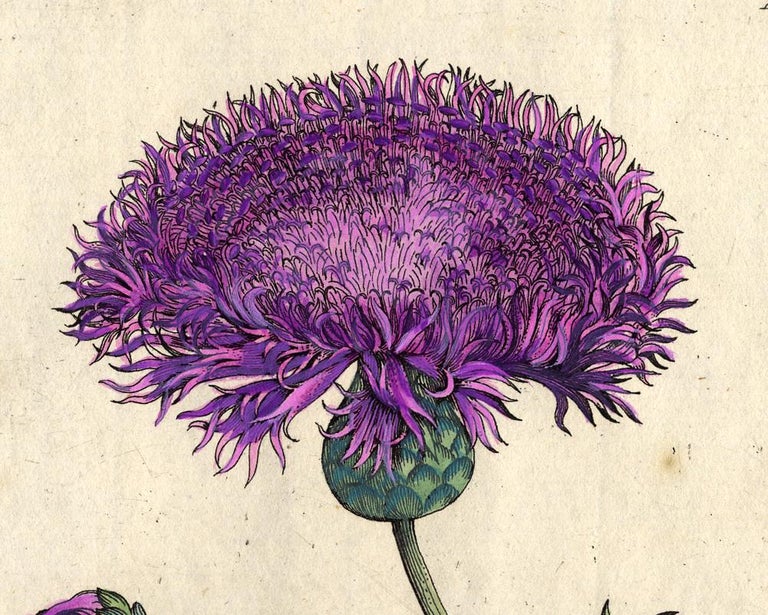 Musk flower with insects by Merian - Handcoloured engraving - 18th century - Old Masters Print by Maria Sybilla Merian
