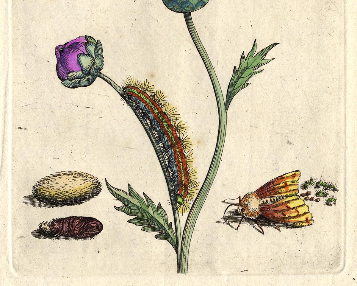 Musk flower with insects by Merian - Handcoloured engraving - 18th century - White Animal Print by Maria Sybilla Merian