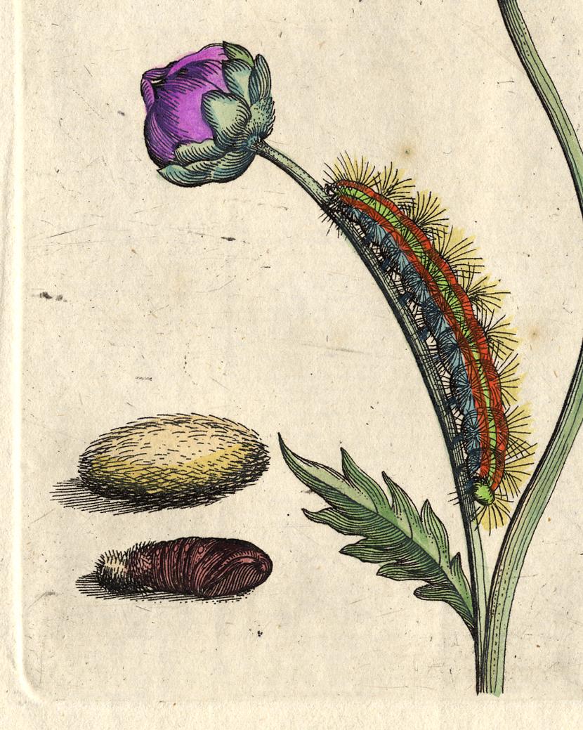 Subject: Very rare decorative insect/botanical print with gorgeous hand colouring. Plate: XLVI. The plate shows: 'Muskusbloem, Jacea moschata, purpurea'. (Musk flower)

Description:  This very attractive original print originates from: 'De