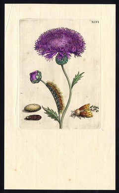 Musk flower with insects by Merian - Handcoloured engraving - 18th century