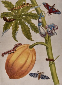Papaya and Moth Metamorphosis: 18th C. Hand-colored Engraving by Maria Merian