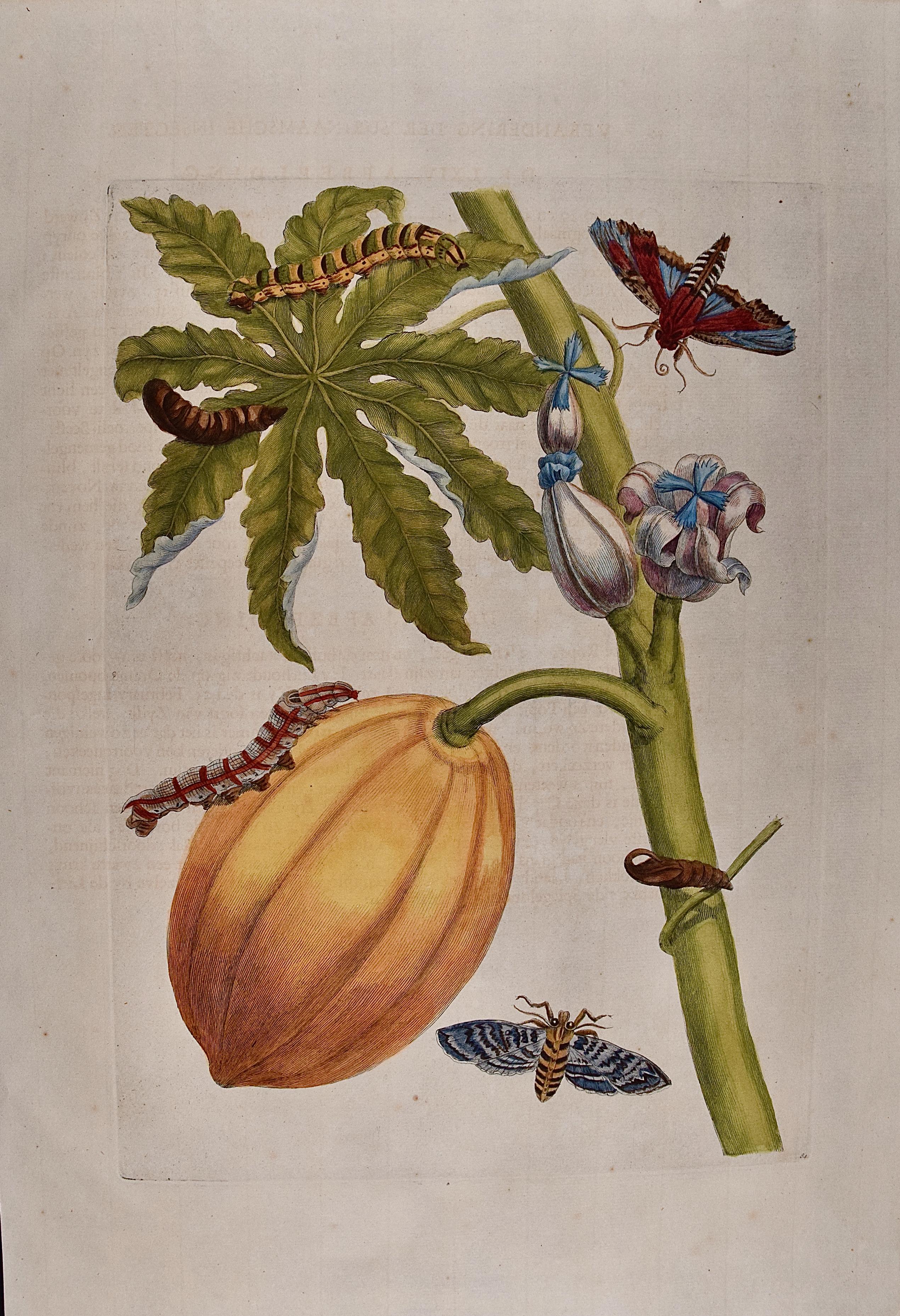 Papaya- und Moth-Methomorphose: Handkolorierte Gravur von Maria Merian, 18. Jahrhundert  