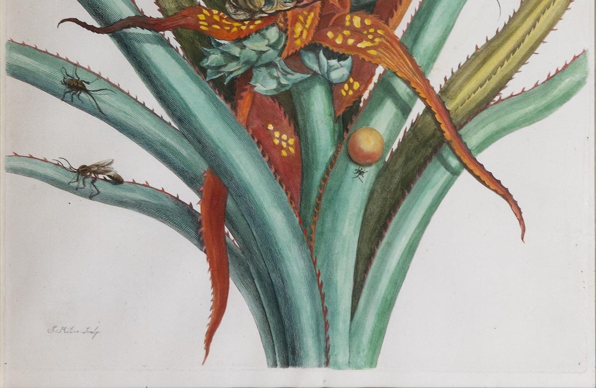Pineapple with foliage.   - Print by Maria Sybilla Merian