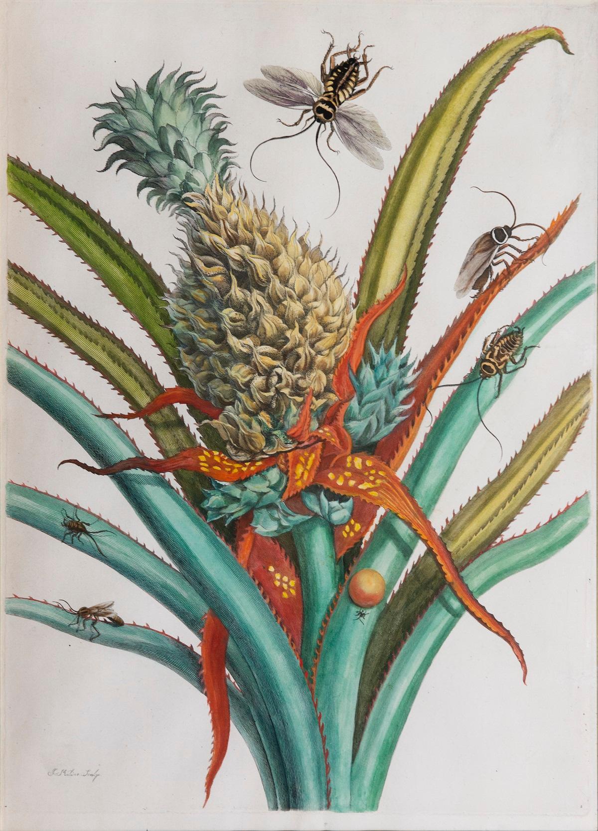 Ananas avec feuillage.   - Beige Still-Life Print par Maria Sybilla Merian