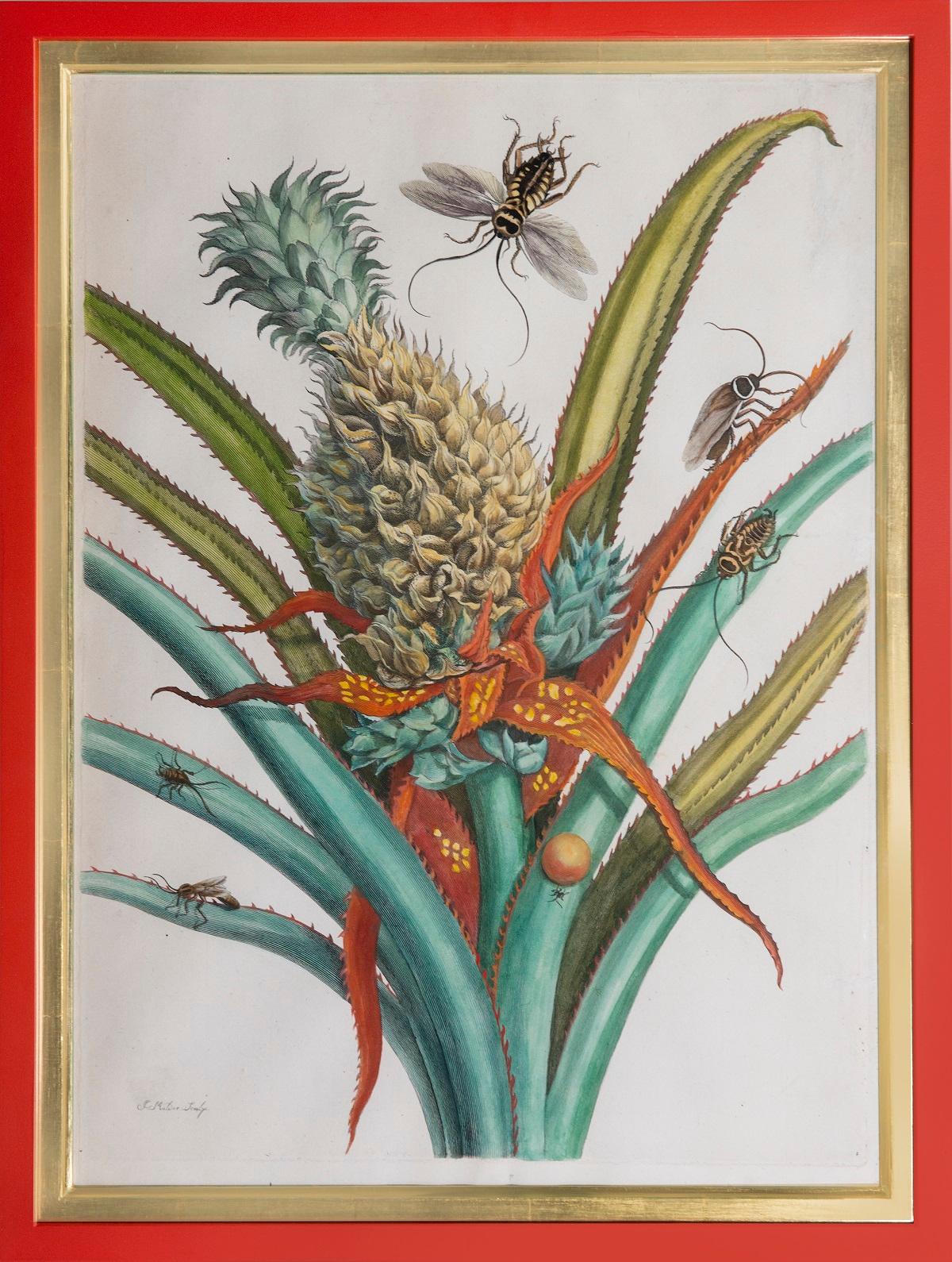 Maria Sybilla Merian Still-Life Print - Pineapple with foliage.  