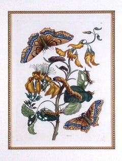 Plate IX.  Palissade.  (Butterfly)