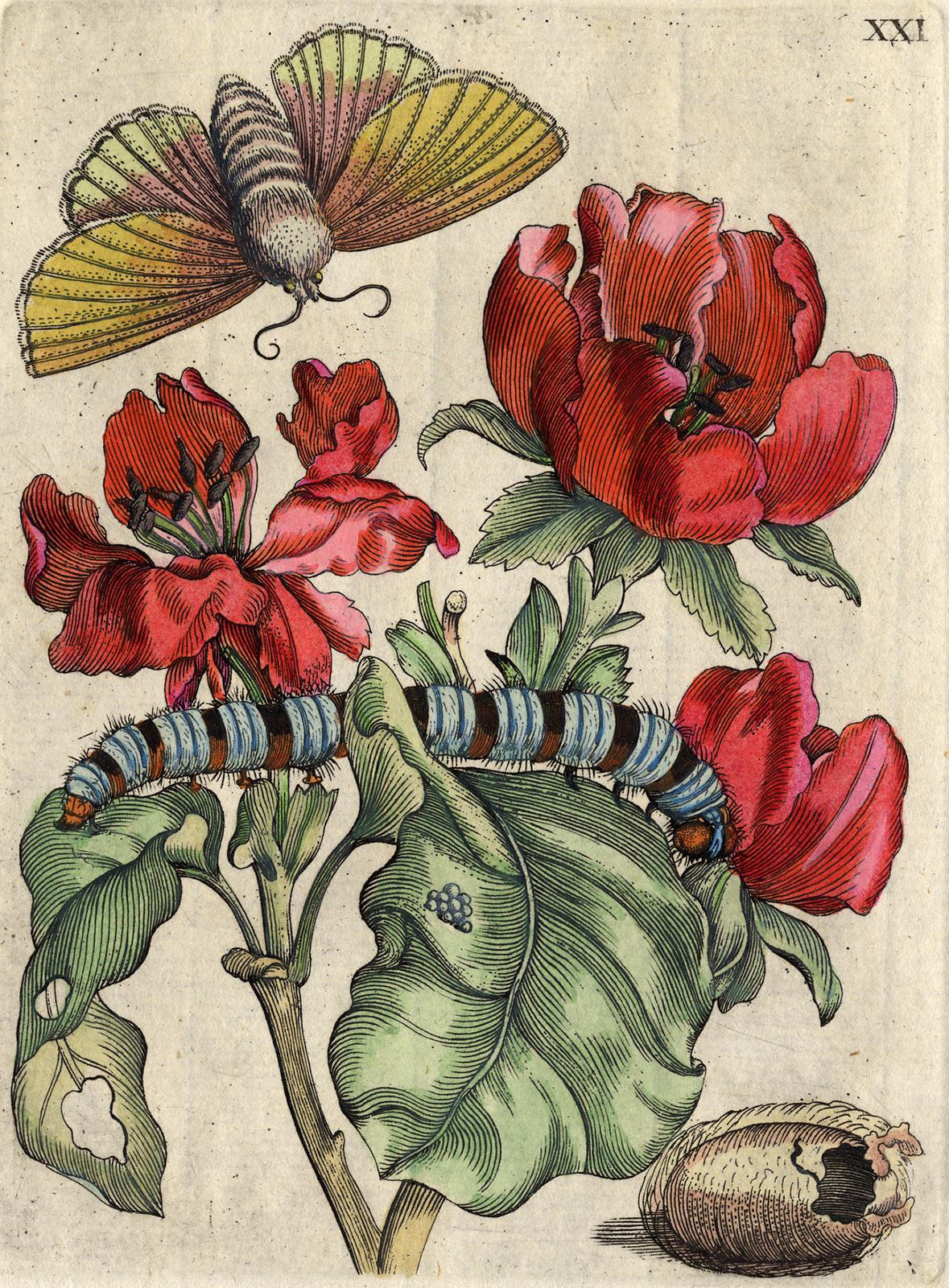 Quince blossom with insects by Merian - Handcoloured engraving - 18th century - Print by Maria Sybilla Merian