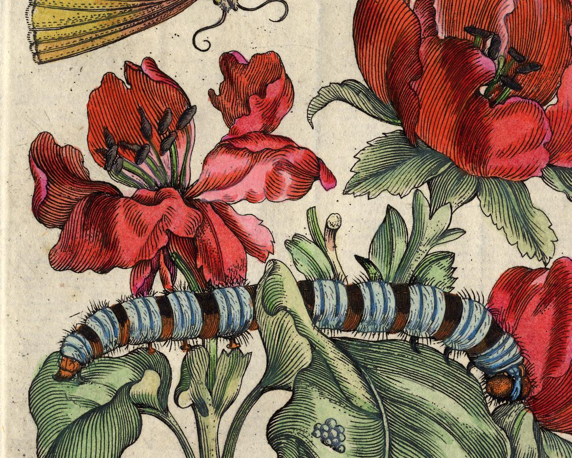 Quince blossom with insects by Merian - Handcoloured engraving - 18th century - Beige Animal Print by Maria Sybilla Merian