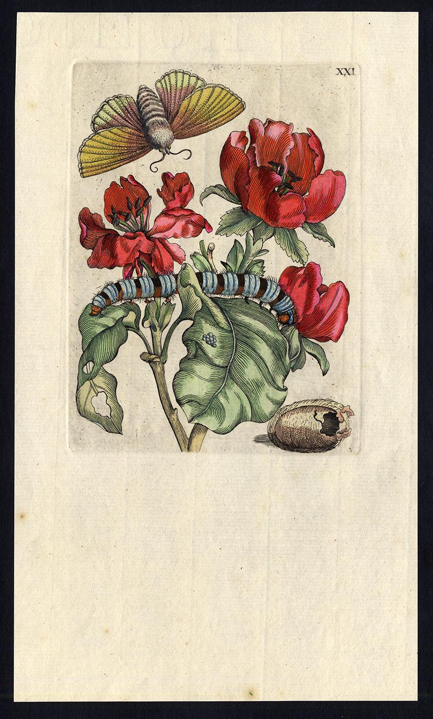 Maria Sybilla Merian Animal Print - Quince blossom with insects by Merian - Handcoloured engraving - 18th century