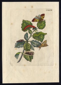 Silver and White Poplar by Merian - Handcoloured engraving - 18th century