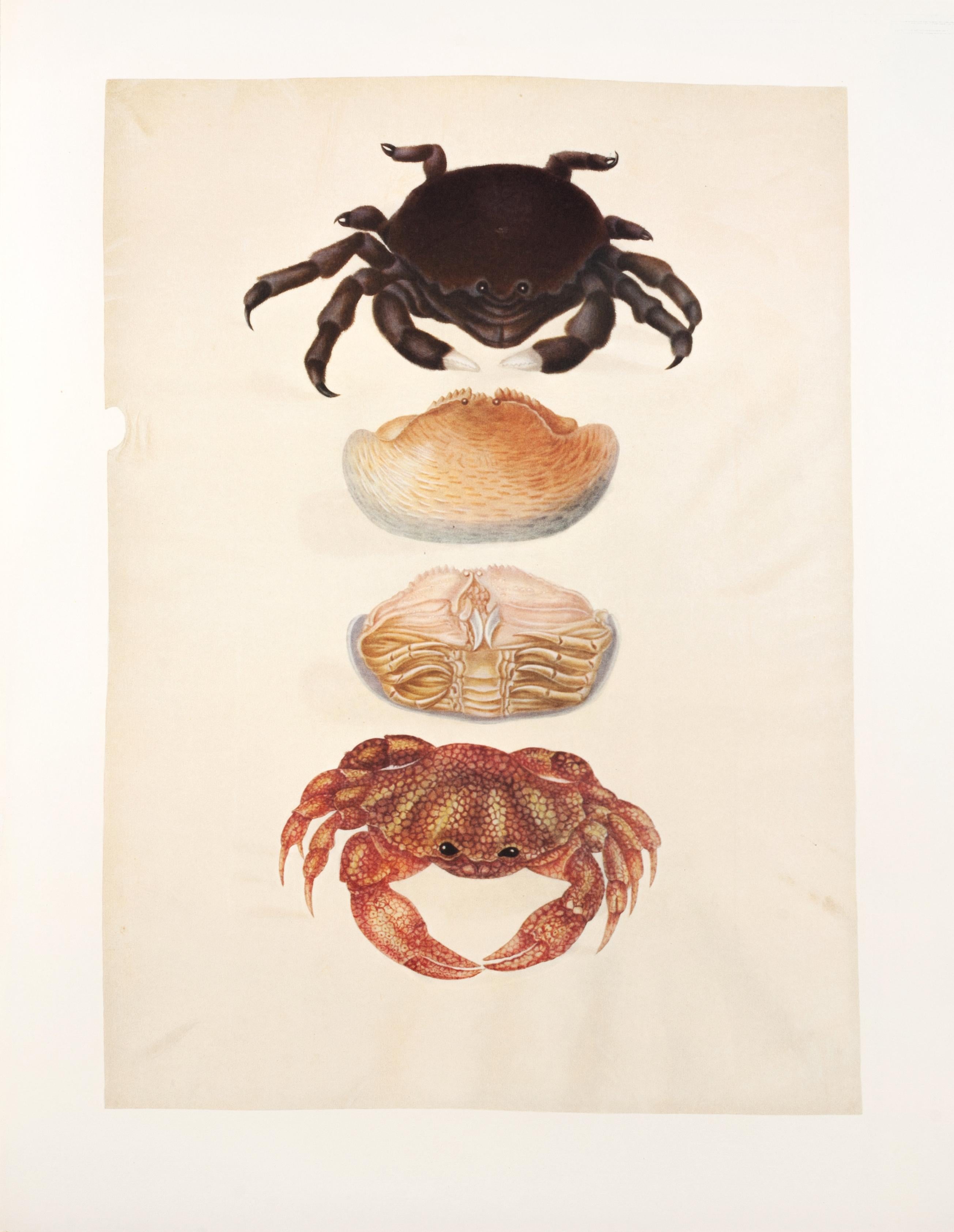 14. Sponge crab, Calappid, Lophozozymus octodentatus - Print by Maria Sybilla Merian