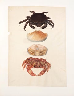 Antique 14. Sponge crab, Calappid, Lophozozymus octodentatus