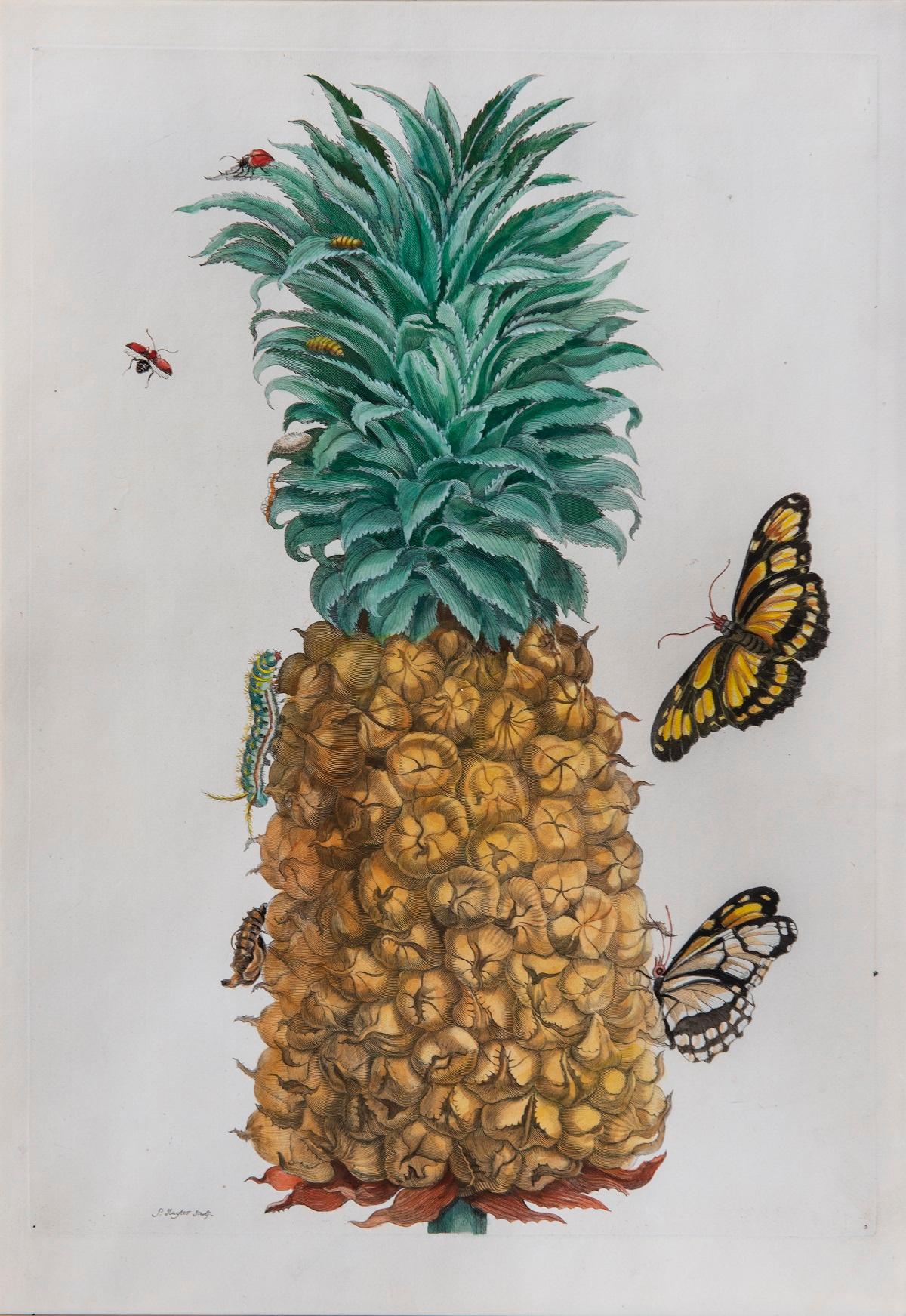 The Pineapple Fruit.  - Print by Maria Sybilla Merian