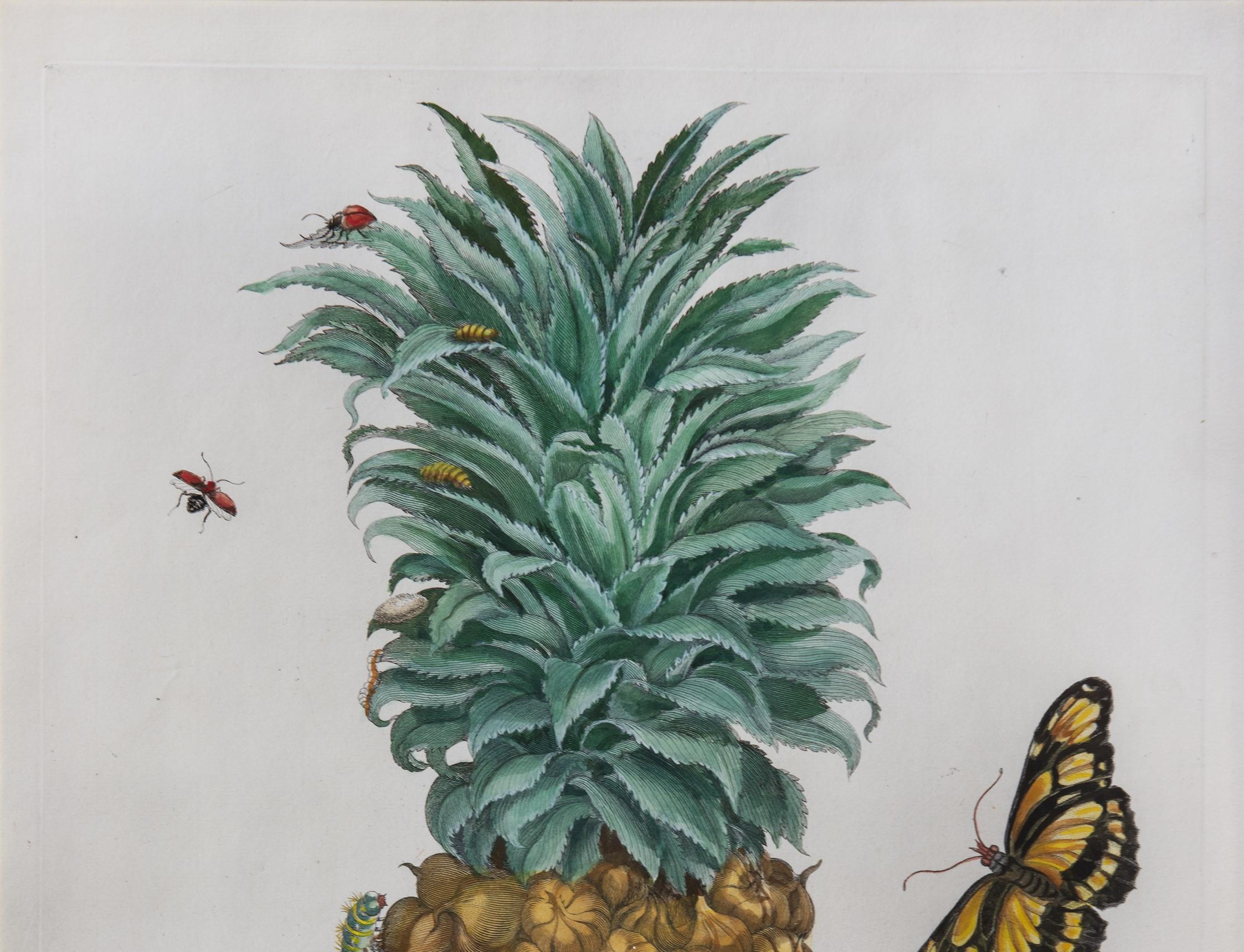The Pineapple Fruit.  - Naturalistic Print by Maria Sybilla Merian