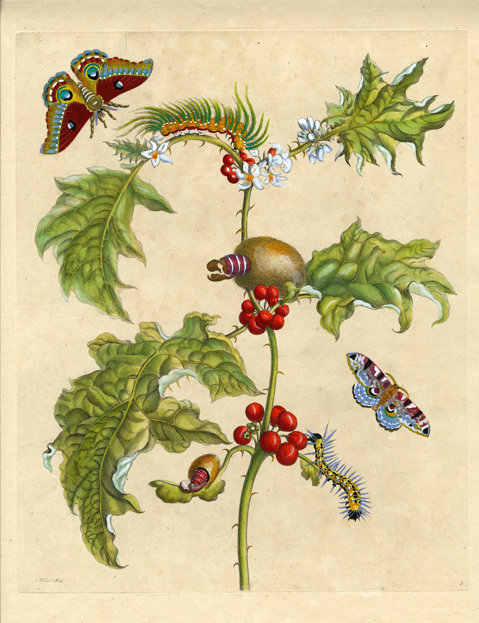 Chardon et moths, planche n° 6, Metamorphosis Insectorum Surinamensium