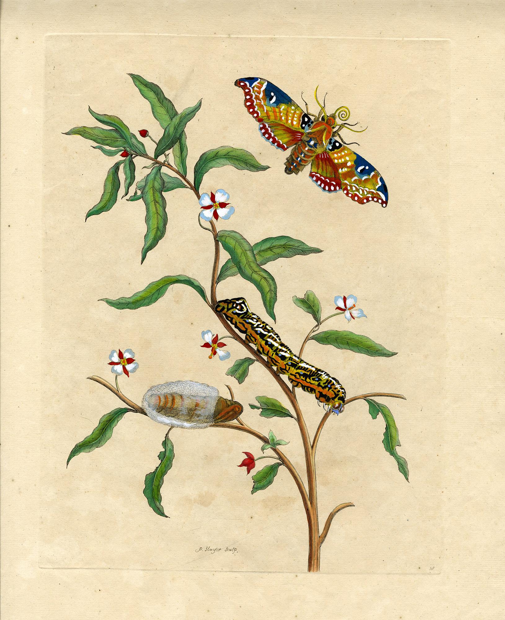 Maria Sybilla Merian Animal Print – Tree with moth, caterpillar..., Platte 39, Metamorphose Insectorum Surinamensium