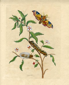 Tree with moth, caterpillar..., Plate 39, Metamorphosis Insectorum Surinamensium