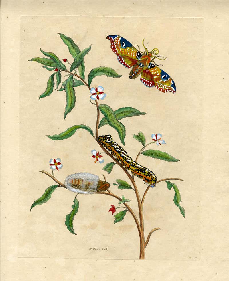 Maria Sibylla Merian - Thistle and Moths, plate no. 6, Metamorphosis ...