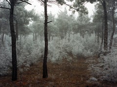 Forest. Winter 2