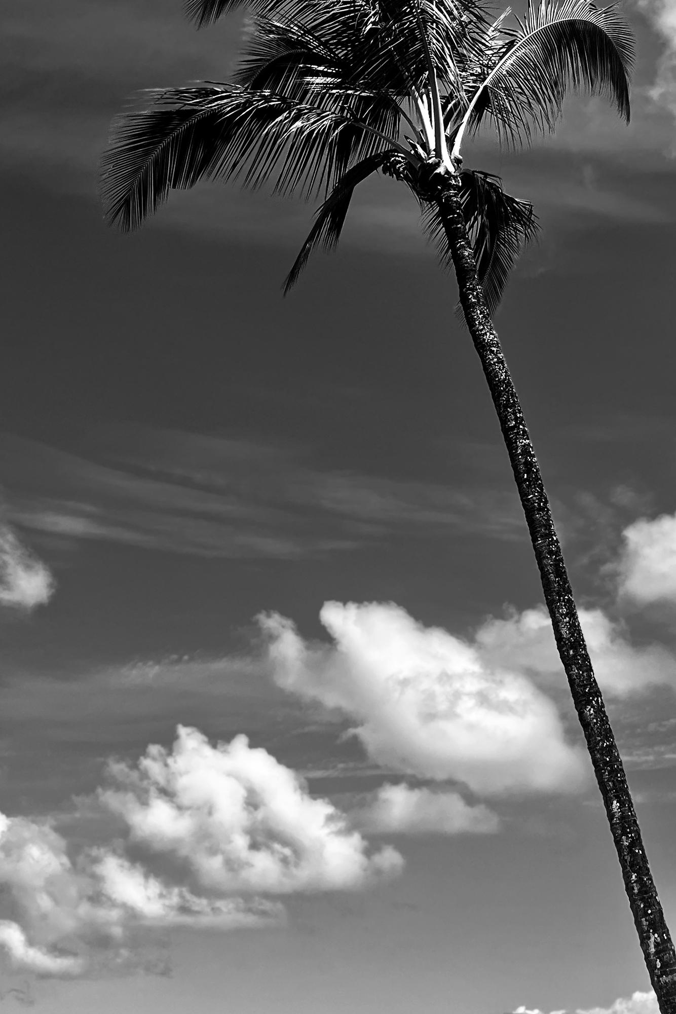 Marian Crostic Landscape Photograph - Hanalei Palms