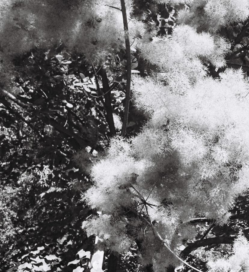 Le Jardin D A. Haggadah  - Marianne Maric, Corps, Femme, Nu, Sculpture, Fleur 3