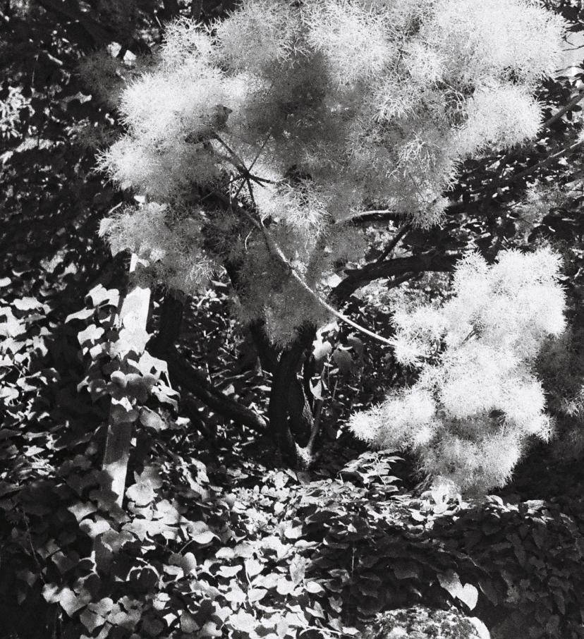 Le Jardin D A. Haggadah  - Marianne Maric, Corps, Femme, Nu, Sculpture, Fleur 4