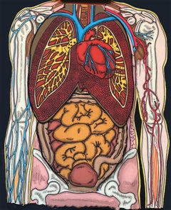 "The Human Torso", Artist Book with Handmade Flaps, Illustrating Human Anatomy