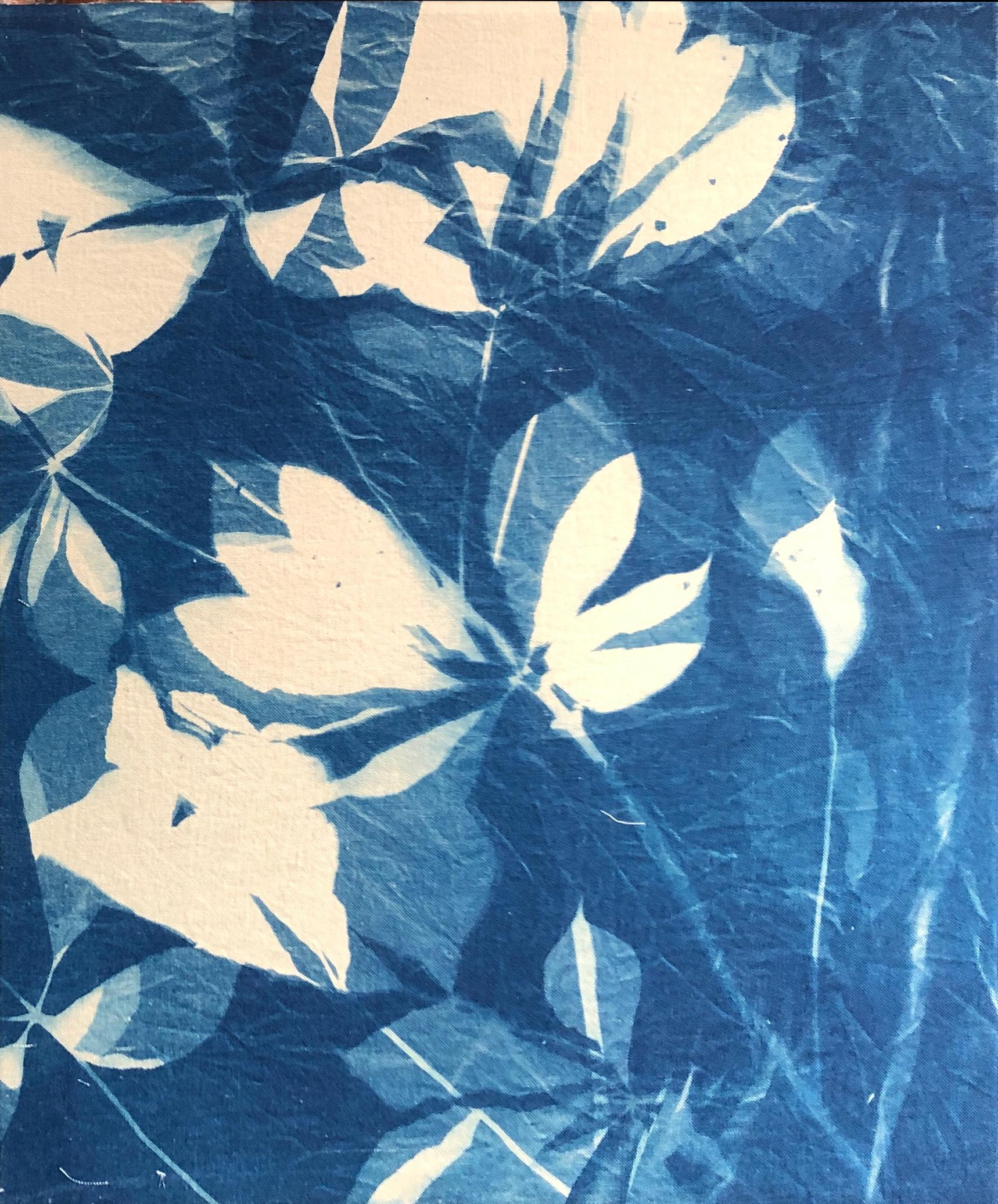 "Buckeye", contemporain, arbre, feuilles, bleu, cyanotype, photographie